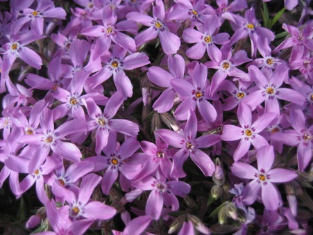 Blueten 2012