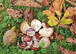 Herbst Kastanien