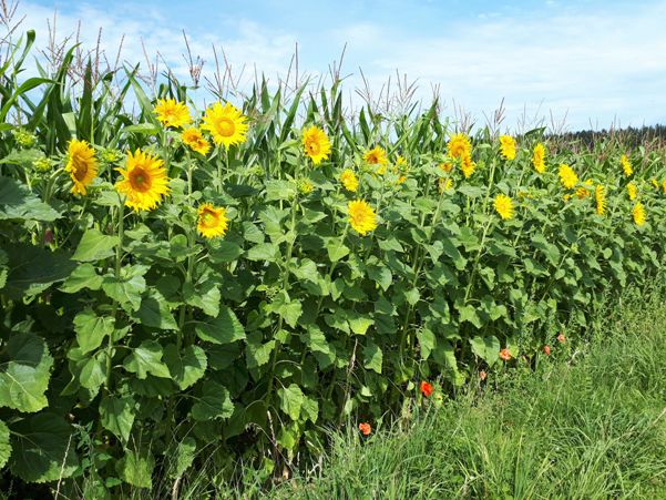 Sonnenblumen vor Maisfeld